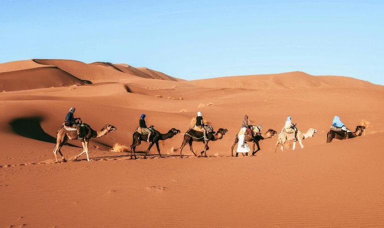 Camel Safari